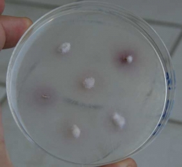 The culture of vessel fragments on nutrient medium in a Petri dish makes it possible to demonstrate <b> <i> Fusarium oxysporum </i> f.  sp.  <i>melonis</i> </b>.  Young colonies form from explants placed in culture (Fusarium wilt)