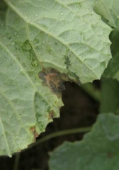 <b><i>Pseudomonas syringae</i> pv. <i>aptata</i></b> on melon