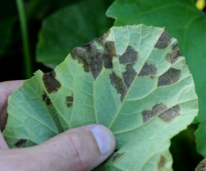 <i><b>Pseudoperonospora cubensis</b></i> on melon