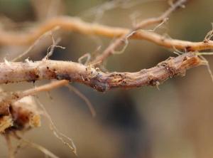 <i><b>Phomopsis sclerotioïdes</b></i> on melon