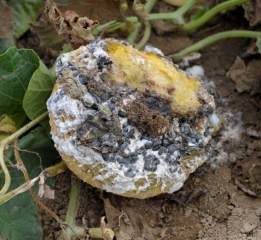 <i><b>Sclerotinia sclerotiorum</b></i> on melon