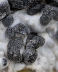 Detail of several elongated sclerotia of <i> <b> Sclerotinia sclerotiorum </b> </i>. 