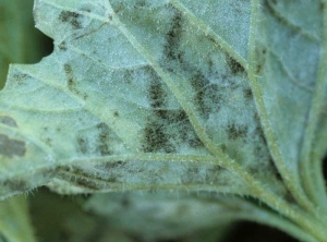 <i><b>Podosphaera fuliginea</b></i> (<i>Sphaerotheca fuliginea</i>, powdery mildew) on melon