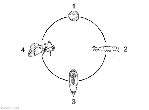 Noctuelles_koppert6