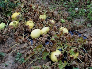 All the leaves of these melon stems were destroyed by mildew.  <i> <b> Pseudoperonospora cubensis </b> </i>