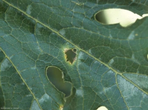 Detail of a spot on zucchini leaf.  <b> <i> Cladosporium cucumerinum </i> </b> (cladosporiosis or gray cloud, cucumber scab)