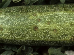 <b><i>Cladosporium cucumerinum</i></b> (cucumber scab)