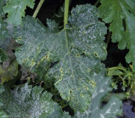 <b><i>Cladosporium cucumerinum</i></b> (cucumber scab),