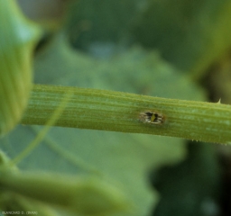 <b><i>Cladosporium cucumerinum</i></b> (cucumber scab), courgette 10