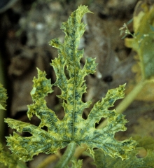 Distorting mosaic on zucchini leaf.  <b> Cucumber mosaic virus </b> (<i> Cucumber mosaic virus </i>, CMV)