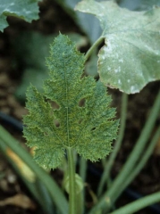 Thinning of the blade along the veins of a zucchini leaf.  <b> Zucchini yellow mosaic virus </b> (<i> Zucchini yellow mosaic virus </i>, ZYMV)