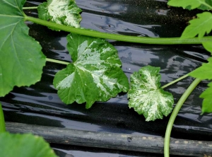 Several leaves of this squash plant are affected by a genetic defect.  (<b> Chimera </b>)