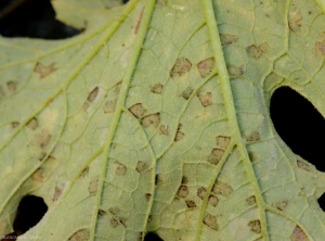 <i><b>Pseudoperonospora cubensis</b></i> (downy mildew) on zucchini leaf 6