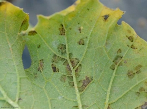 <i><b>Pseudoperonospora cubensis</b></i> (downy mildew) on zucchini leaf 13