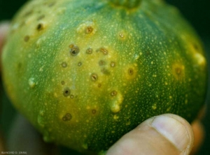 C-cucumerinum_courge_DB_523