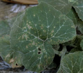 <b><i>Cladosporium cucumerinum</i></b>(cladosporium or gray cloud, cucumber scab) on squash 4