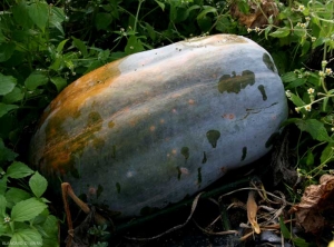 <i><b>Xanthomonas cucurbitae</b></i> (<i>Xanthomonas campestris</i> pv. <i>cucurbitae</i>bacterial spot) on squash 3