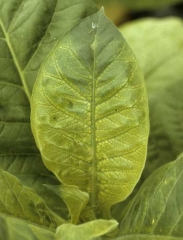 The tissues between the veins have a bright yellow colour that contrasts with all the veins remaining green. Herbicide injuries 