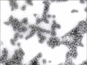 The viral particles of cucumber mosaic virus (CMV) are isometric, they are about 29 nm in diameter.