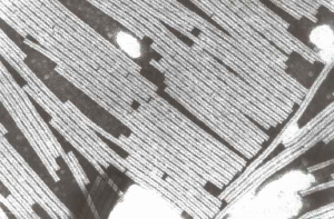 The viral particles of tobacco mosaic virus (TMV) are rigid, rod-shaped and can reach the length of 300 nm; being 18 nm in diameter.