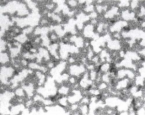 The viral particles of Alfalfa mosaic virus (AMV) are polyhedral and bacilliform, of 18 nm in diameter.

