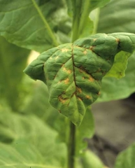 Many irregular brown spots cover the leaf. Some of them are initiated from the veins. Potato virus Y (PVY)