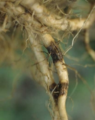 Lesions are more localised on large roots; one can observe sleeves of various sizes, sometimes brown and wet, frequently corky and cracked, <i><b>Thielaviopsis basicola </b></i>(<i>Chalara elegans</i>, black root rot)