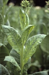 Young leaves show vein yellowing and a classic, distorting mosaic pattern. Cucumber mosaic virus (CMV)