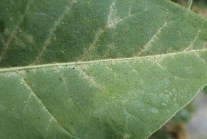 Thrips damage