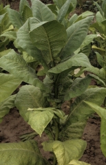 Sooty mould on tobacco