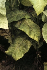 Several tobacco leaves have a dull appearance and seem to be covered with soot. Sooty mould