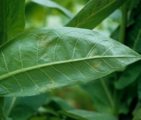 First visible spots of tobacco blue mould on the lower surface of the leaf. <i><b>Peronospora tabacina</b></i>