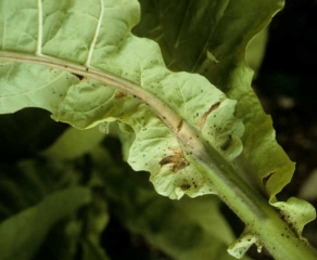 A longitudinal cut of the petioles of an infected leaf shows the browning of vessels. <i><b>Verticillium dahliae</b></i>1