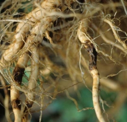 One can observe several corky 'sleeves' on this root system. <i><b>Thielaviopsis basicola</b></i> (black rot)