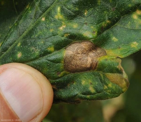 Détail de motifs concentriques sur une tache de corynesporiose (face supérieure). Corynespora cassiicola 