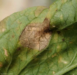 Détail de motifs concentriques sur une tache de corynesporiose (face inférieure). Corynespora cassiicola 