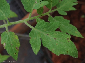 Des petites lésions humides apparaissent sur les folioles, et se développent radialement, en prenant une teinte brune. Elles sont parfois délimitées par les nervures. <i>Corynespora cassiicola</i> (corynesporiose)