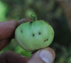 Mouche fruits2