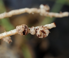 <b><i>Meloidogyne </i>sp. </b> (Root knot nematode)