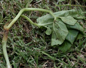 This young grafted melon plant has withered;  he has a chancre at the graft site.  <i> <b> Didymella bryoniae </b> </i> (gummy stem blight)