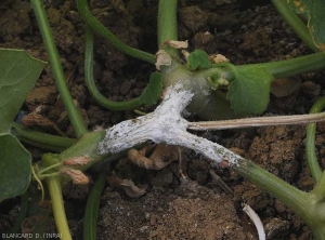 Sclerotinia12