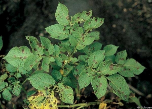 Numerous small lesions of <i><b>Alternaria</i> spp.</b>