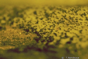 Irregular and diffuse light to dark greyish surface areas with or without the formation of fructifications (microsclerotia). <i>Colletotrichum coccodes</i> (Black dot)