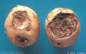 Rot caused by <i><b>Phoma</i> sp.</b> 
with dry “thumb mark” depressions