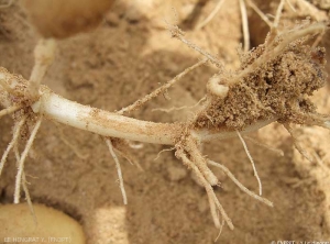 Brown necrosis on stolon of potato. <i><b>Rhizoctonia solani</i></b> (black scurf)