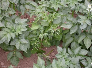 Dwarfism and leaf rolling on an infected plant. <i><b>Rhizoctonia solani</i></b> (black scurf)