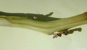 Browning of the vascular ring inside a stem infected by <b><i>Verticillium dahliae</b></i> (Verticillium wilt).