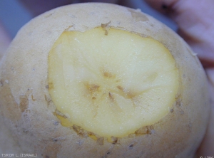 Browning of the vascular ring, more pronounced at the stem-end of the tuber. <b><i>Verticillium</i> sp.</b> (Verticillium wilt)