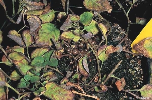  Purplish leaf in-rolling, with aerial tubers caused by <b>stolbur</b> (<i><b>Stolbur Phytoplasma</i></b>).