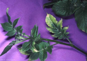 Upright and deformed foliage on a potato plant infected by <b><i>Potato Spindle Tuber Viroid</i></b> (PSTVd)